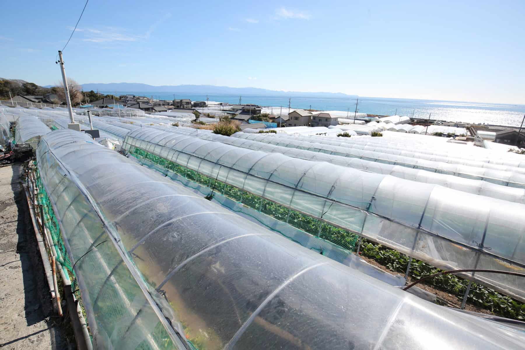 静岡市久能の海を望む場所にある、まるとよ苺園のハウス外観