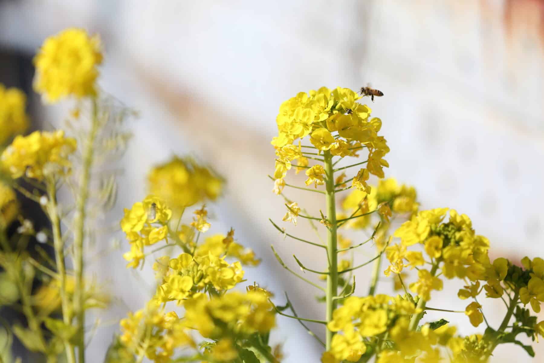 まるとよ苺園の畑に咲く菜の花と、受粉に訪れるミツバチ