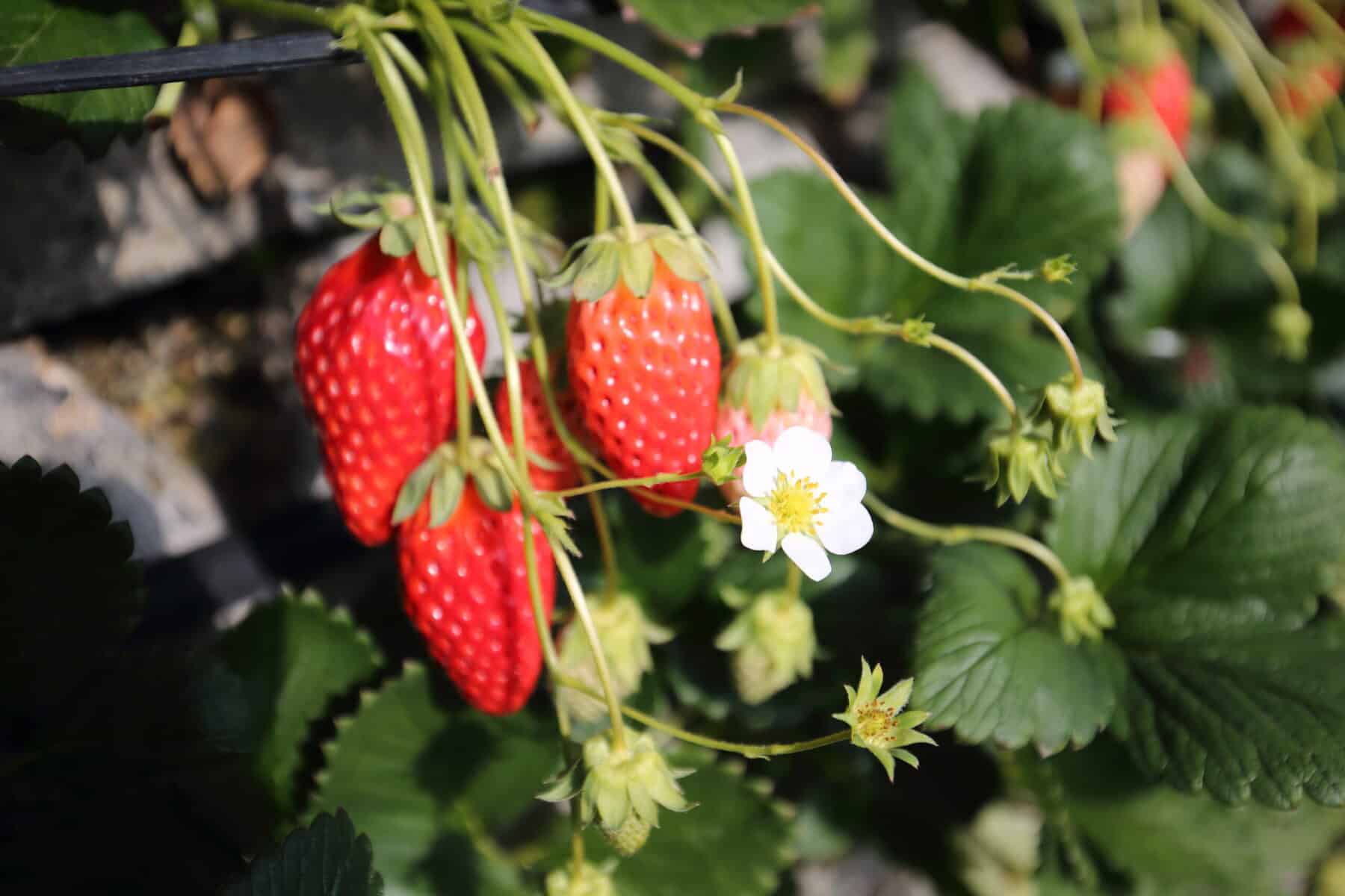 まるとよ苺園で育つ、実り始めたいちごの実と花のアップ